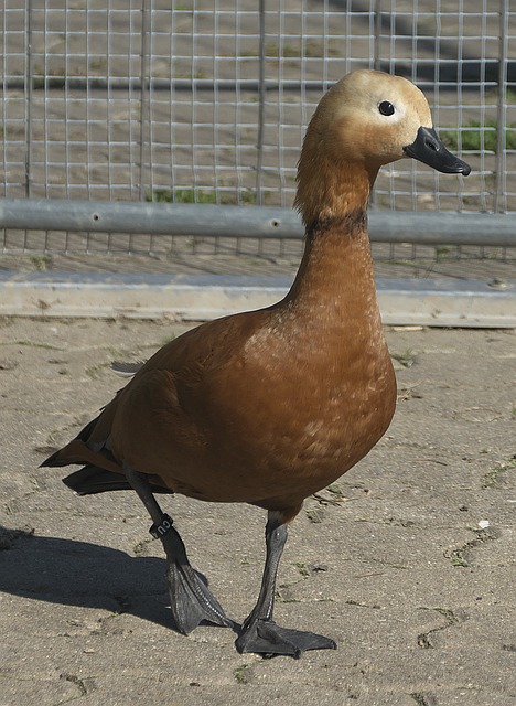 突带来了不